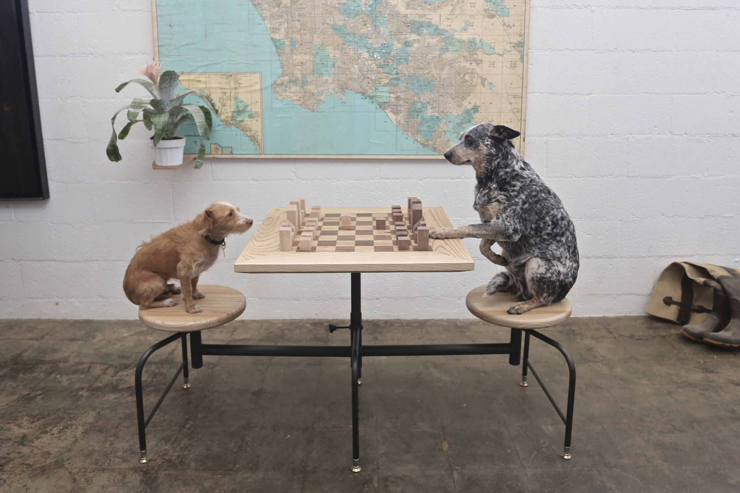 Dogs playing chess on chess booth/dinette